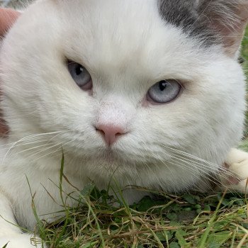 Uniq Boy Honey Pie Mâle British Shorthair