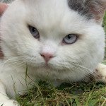 Uniq Boy Honey Pie Mâle British Shorthair Uniq Boy Honey Pie Mâle British Shorthair