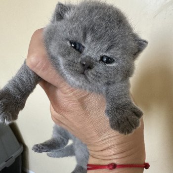 Utopia du Val des Trésors Femelle British Shorthair