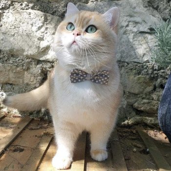 Tokyo Du Val Des Tresors Chat British Longhair A Vendre