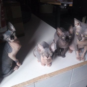 Eleveurs Chat Sphynx En France Chat Et Chaton Com