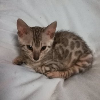 Chaton Bengal A Vendre En Occitanie Chat Et Chaton Com