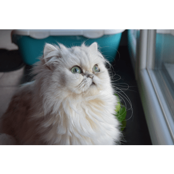 La Chatterie Des Polochons Elevage De Chat Persan