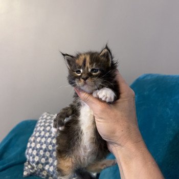 Udina PP DES ROMANECOONS Femelle Maine coon
