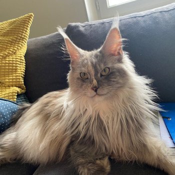 DREAM SNOW loof Femelle Maine coon