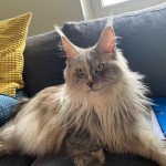 DREAM SNOW loof Femelle Maine coon DREAM SNOW loof Femelle Maine coon
