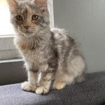 SAPHIRA DU VAL D HINCKANGE Femelle Maine coon polydactyle