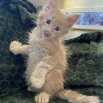 URANUS DES ROMANECOONS Mâle Maine coon polydactyle URANUS DES ROMANECOONS Mâle Maine coon polydactyle