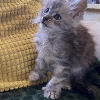 URBIN DES ROMANECOONS Mâle Maine coon polydactyle