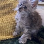 URBIN DES ROMANECOONS Mâle Maine coon polydactyle URBIN DES ROMANECOONS Mâle Maine coon polydactyle