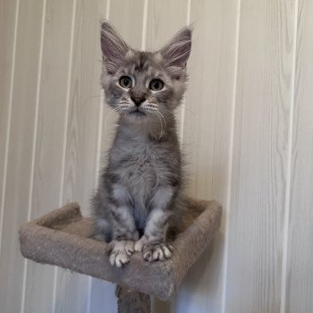 URBIN DES ROMANECOONS Mâle Maine coon polydactyle
