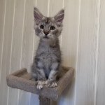 URBIN DES ROMANECOONS Mâle Maine coon polydactyle URBIN DES ROMANECOONS Mâle Maine coon polydactyle