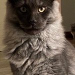 RUBEN loof Mâle Maine coon RUBEN loof Mâle Maine coon