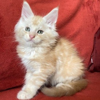chaton Maine coon red blotched tabby TEDDY CHATTERIE DES ROMANECOONS red blotched tabby