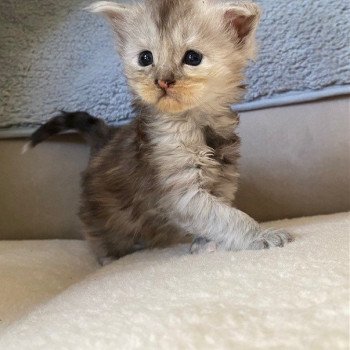 UNITY DES ROMANECOONS Femelle Maine coon