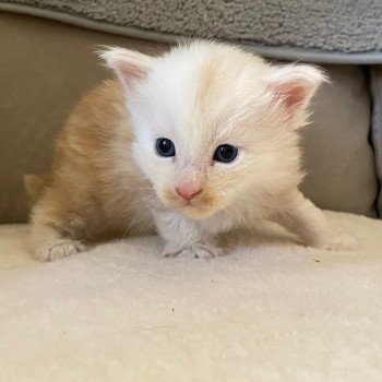URKAN DES ROMANECOONS Mâle Maine coon