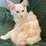 URKAN DES ROMANECOONS Mâle Maine coon