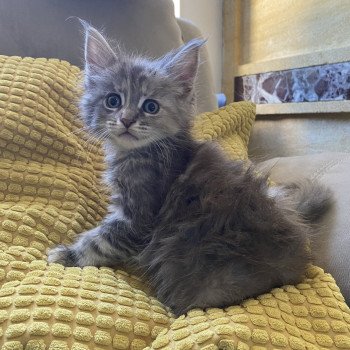 URSULA DES ROMANECOONS Femelle Maine coon