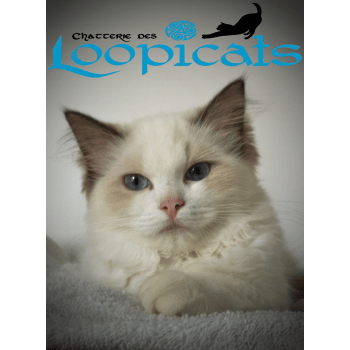 Chatterie Des Loopicats Elevage De Chat Ragdoll Savannah