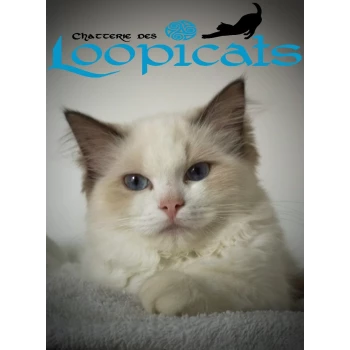 Chatterie des loopicats