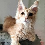 Uïsin of Naïlah's Legend Mâle Maine coon polydactyle Uïsin of Naïlah's Legend Mâle Maine coon polydactyle