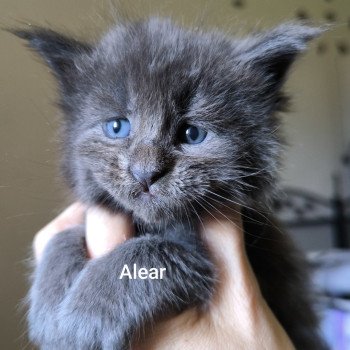 Alear of Naïlah's Legend Mâle Maine coon