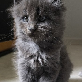 Alear of Naïlah's Legend Mâle Maine coon