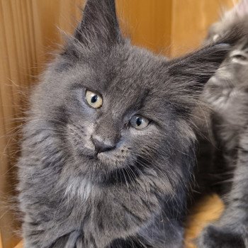 Alear of Naïlah's Legend Mâle Maine coon