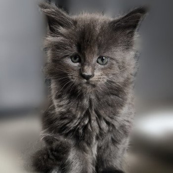 Amarylli of Naïlah's Legend Femelle Maine coon