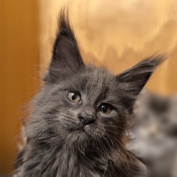 Amarylli of Naïlah's Legend Femelle Maine coon