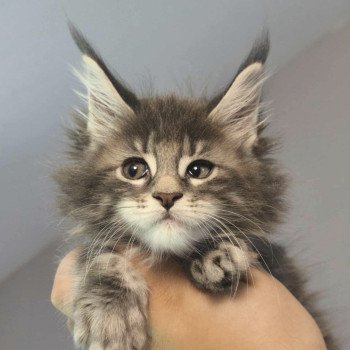 Anju of Naïlah's Legend Femelle Maine coon