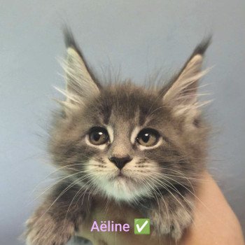 Aëline of Naïlah's Legend Femelle Maine coon