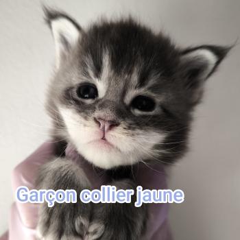 2e chaton (Portée Tharja ❤ Ueno 2026) - Mâle blue tabby Mâle Maine coon