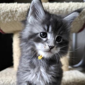 Boyd of Naïlah's Legend Mâle Maine coon