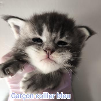 3e chaton (Portée Tharja ❤ Ueno 2026) - Mâle blue tabby Mâle Maine coon