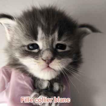 5e chaton (Portée Tharja ❤ Ueno 2026) - Femelle blue tabby Femelle Maine coon