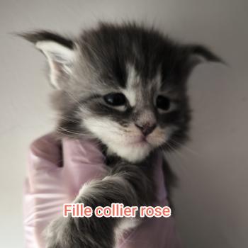 6e chaton (Portée Tharja ❤ Ueno 2026) - Femelle blue tabby Femelle Maine coon