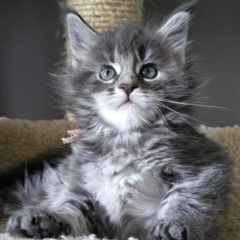 Brienna of Naïlah's Legend Femelle Maine coon