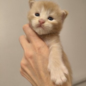 Akio of Naïlah's Legend Mâle Maine coon