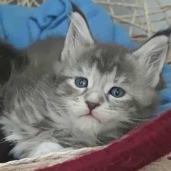 Arda of Naïlah's Legend Femelle Maine coon