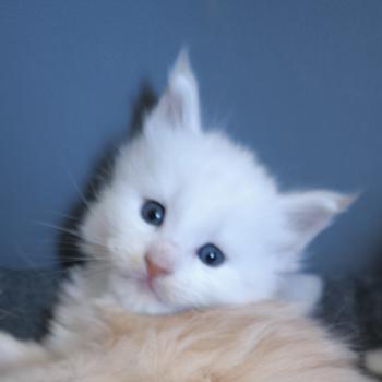 Bérice of Naïlah's Legend Mâle Maine coon