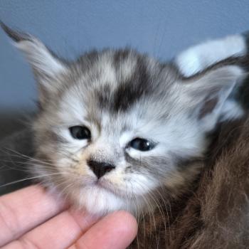 Beterah-Brienn of Naïlah's Legend Femelle Maine coon