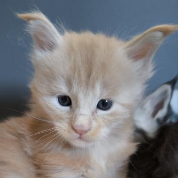 Bohdan of Naïlah's Legend Mâle Maine coon
