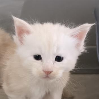 Byder of Naïlah's Legend Mâle Maine coon