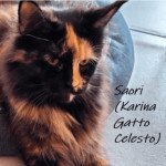 Gatto Celesto*RU Karina PP Femelle Maine coon polydactyle Gatto Celesto*RU Karina PP Femelle Maine coon polydactyle