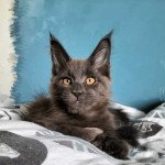 Tsuki Araiguma's Utah Mâle Maine coon polydactyle Tsuki Araiguma's Utah Mâle Maine coon polydactyle