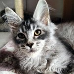 Ujiro of Naïlah's Legend Mâle Maine coon Ujiro of Naïlah's Legend Mâle Maine coon