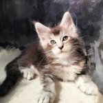 Ukyo of Naïlah's Legend Mâle Maine coon Ukyo of Naïlah's Legend Mâle Maine coon