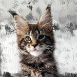 Tsuki Araiguma's Umeko Femelle Maine coon Tsuki Araiguma's Umeko Femelle Maine coon