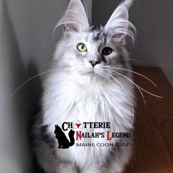 Yukihana of Naïlah's Legend Femelle Maine coon
